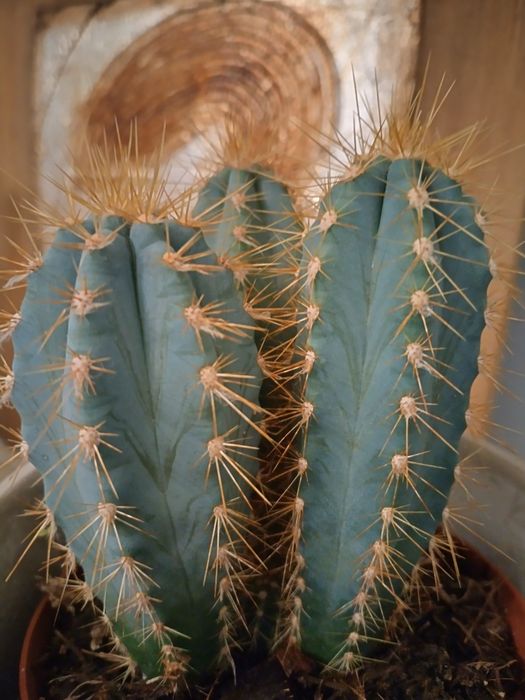 Екзотичен кактус от Малта