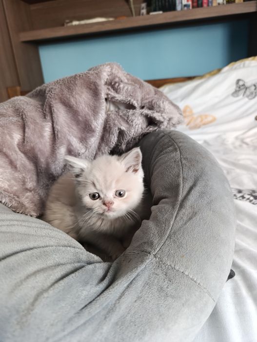 Vand British shorthair