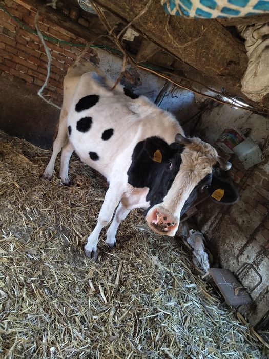 3 Крави черно-шарени