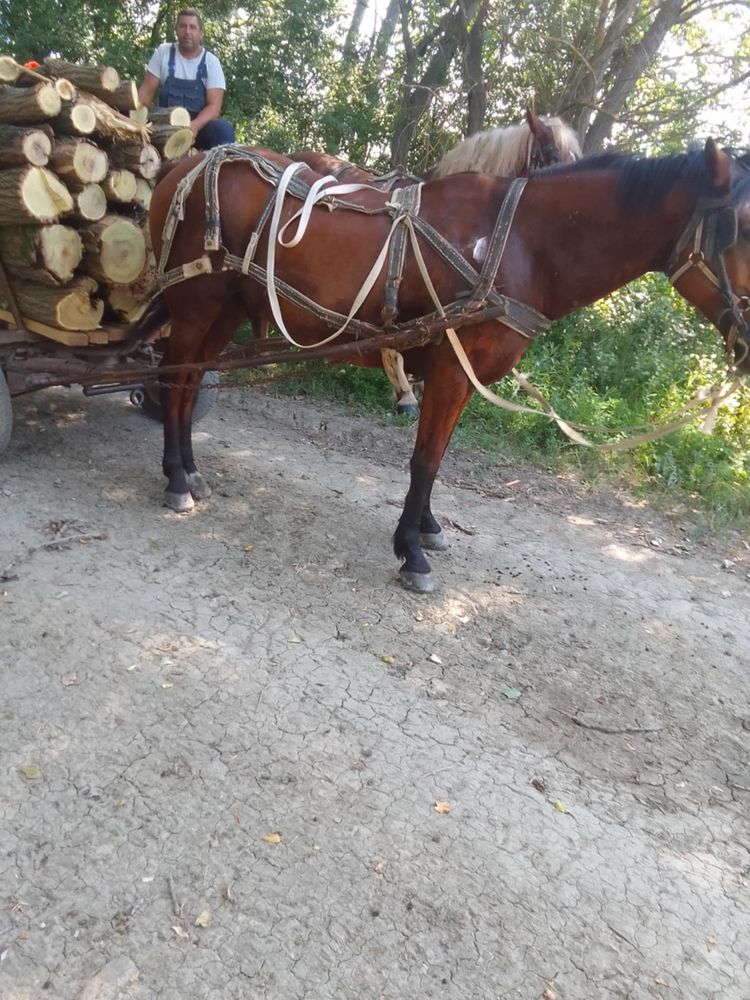 Iapă de vănzare