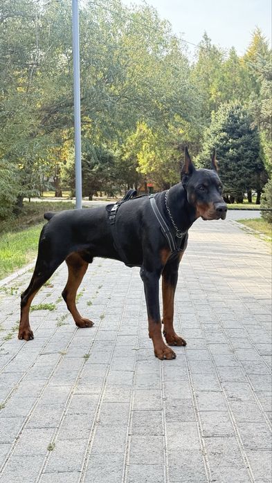 Доберманы с питомника