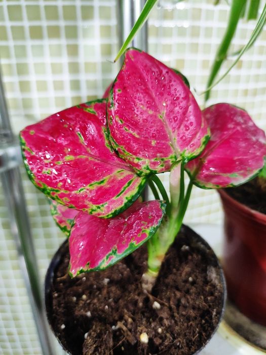 Аглаонема Ред эффектный окрас не оставит равнодушным