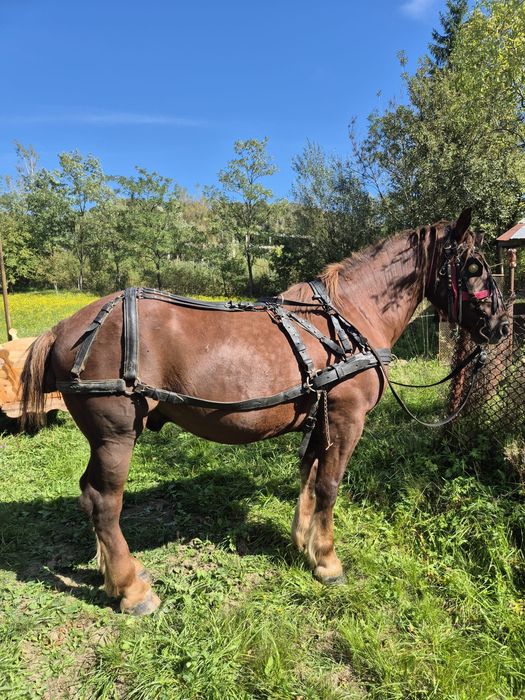 Vand cal castrat in varsta de 5 ani.