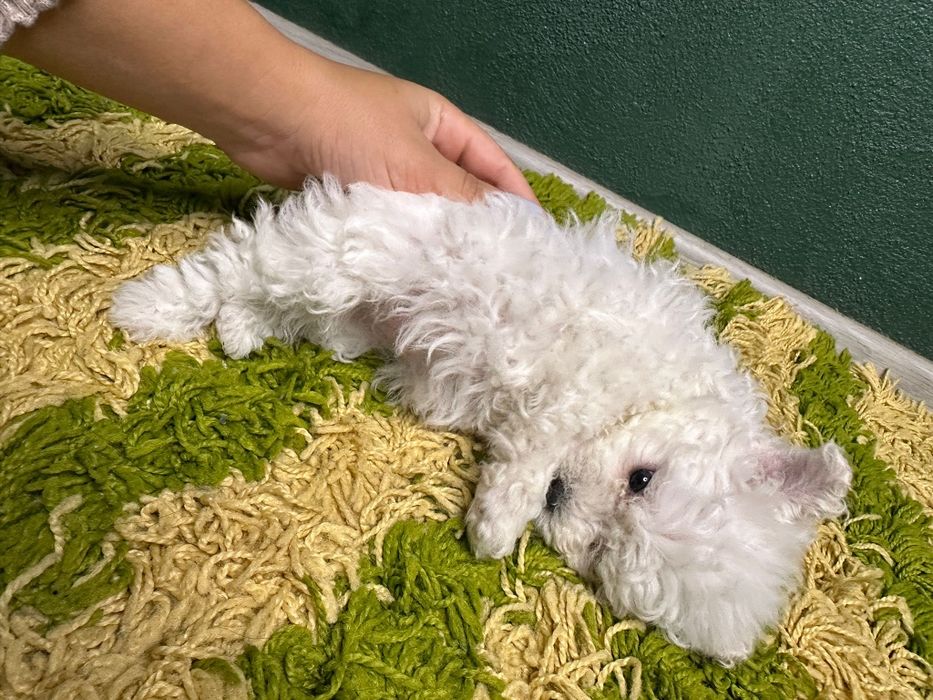 vând pui bichon mini toy