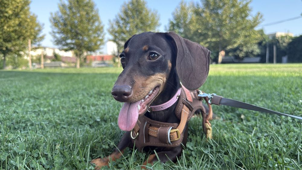 Ofer cazare animăluțe de companie