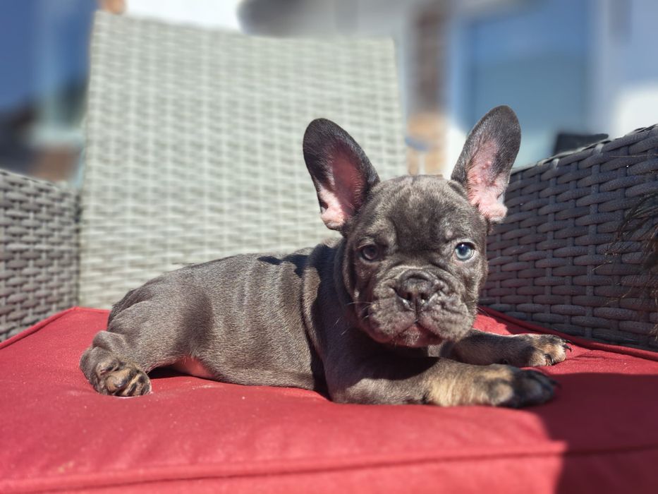Bulldog francez blue