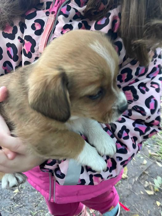 4 puiuțe și o mamă care a suferit prea mult mai au nevoie de ajutor!