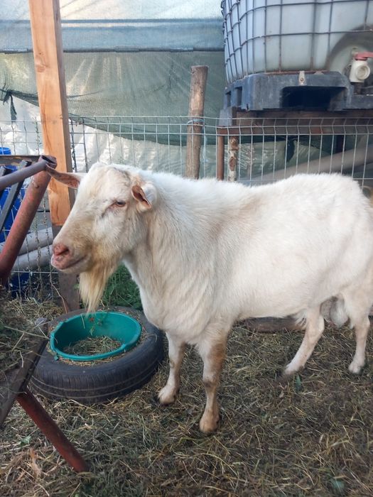 Vând  țap sannen
