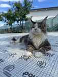 Pisoi ochi albastri maine coon cu pedigree