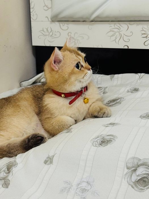 Золотая шиншилла