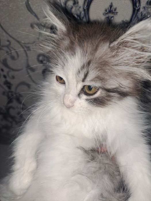 Mushuk. Bepul, yaxshi boqadiganlar uchun.