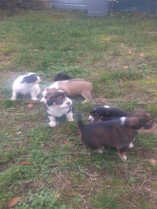 Donez cățeluși pechinez