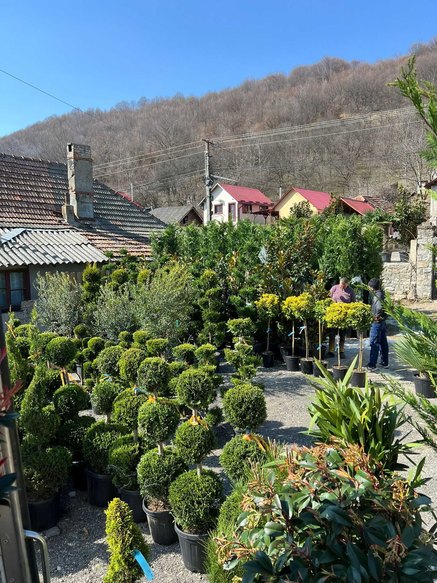 Plante verzi și sănătoase pentru un decor natural perfect