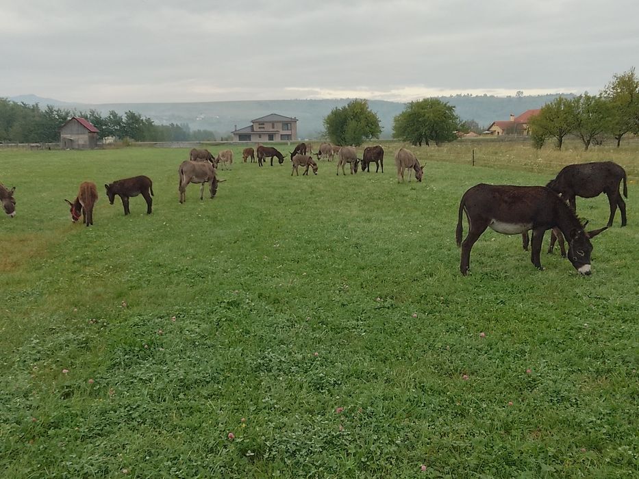 Vând măgărițe cu lapte și gestante