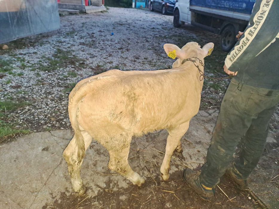 Vând vițel de 6 săptămâni