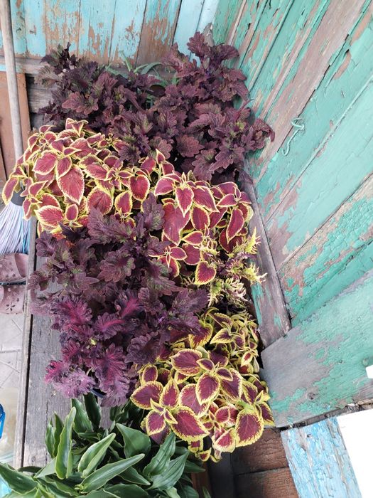 Продам цветы колеусы