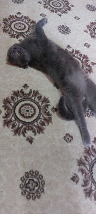 Породистая кошка. Самец