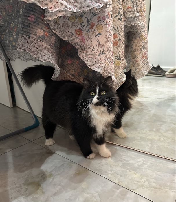 Отдам даром в добрые руки