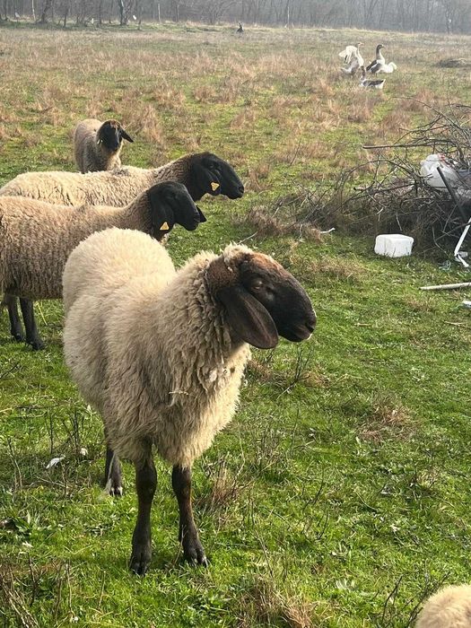 De vanzare 2 oi si 1 berbec!