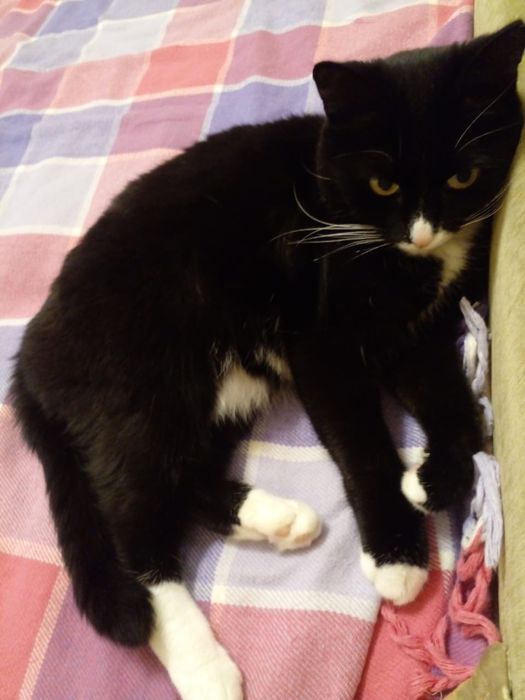 Отдам кошку в добрые руки