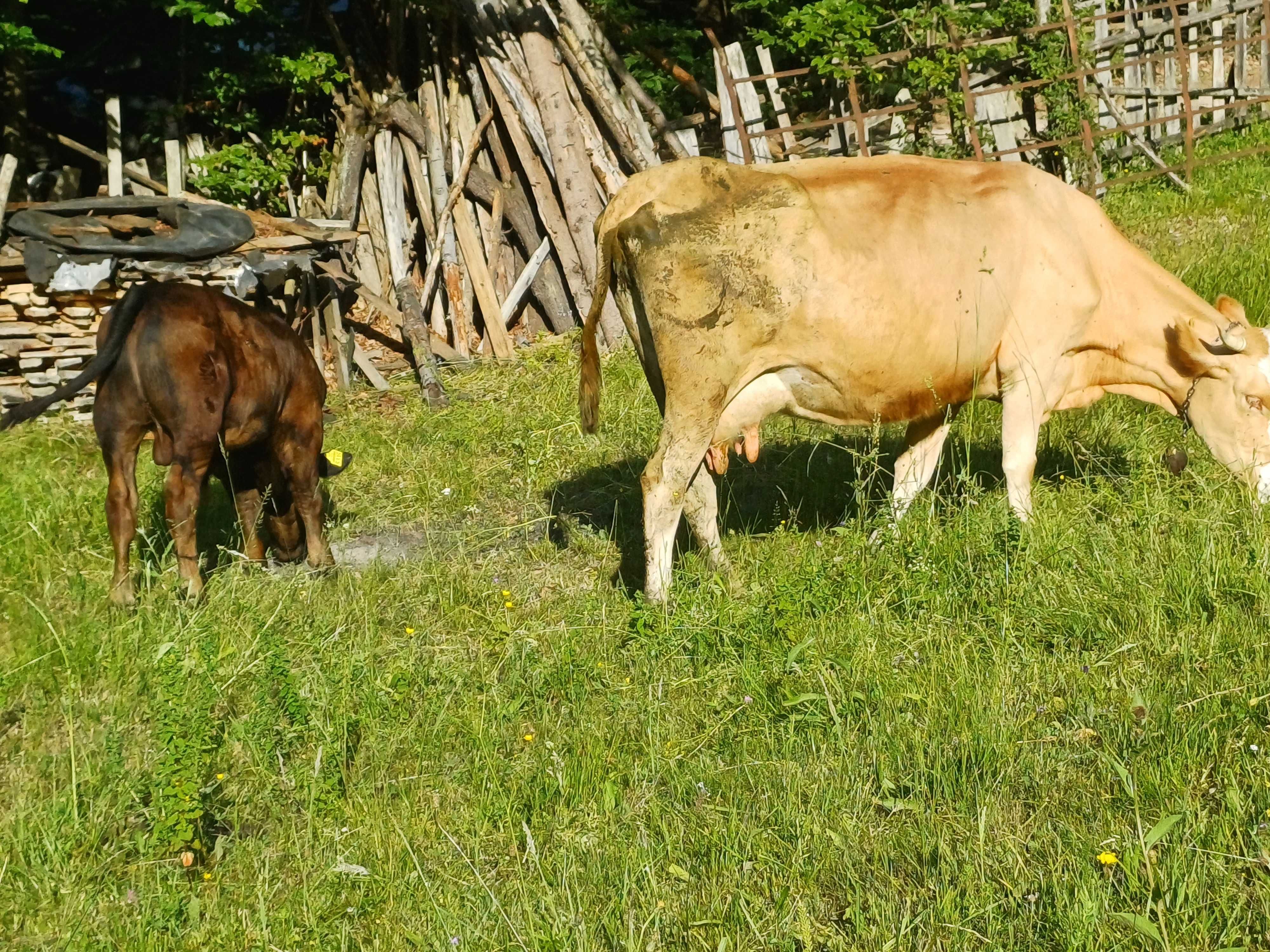 Vand vaca de lapte (6ani)  cu vitel
