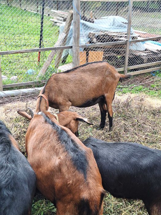 Vand capră alpină franceză