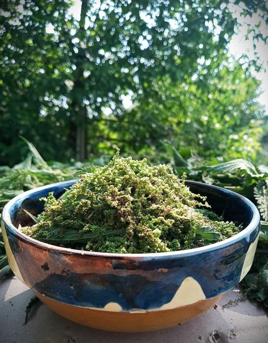 Seminte de urzica vie (Urtica dioica) pentru consum !