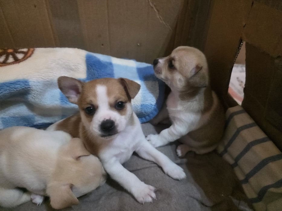 Кученца от дребна порода