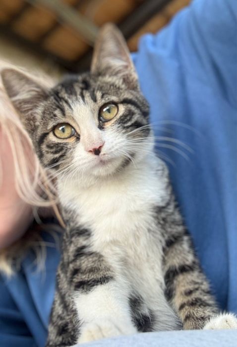 Ласковый Котенок, мальчик