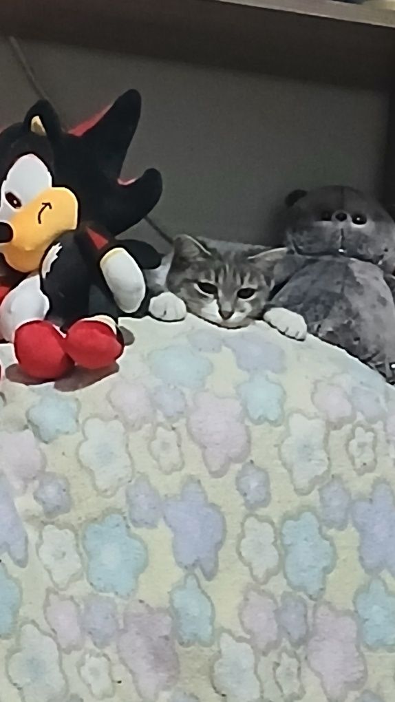 Котёнок девочка+лоток