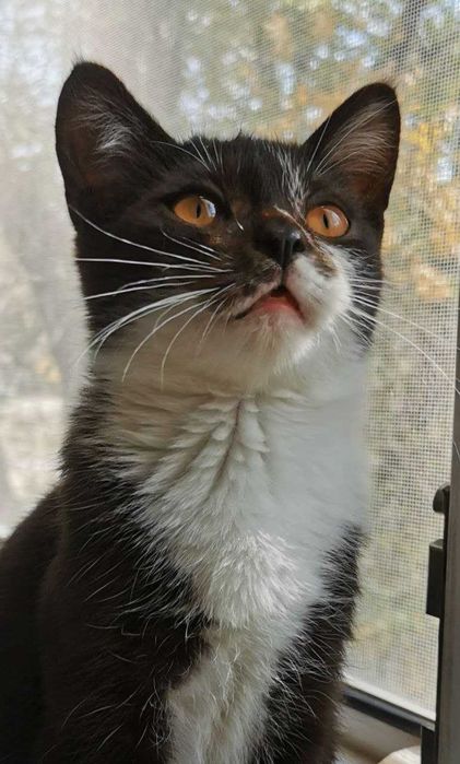 Очаровательный котенок