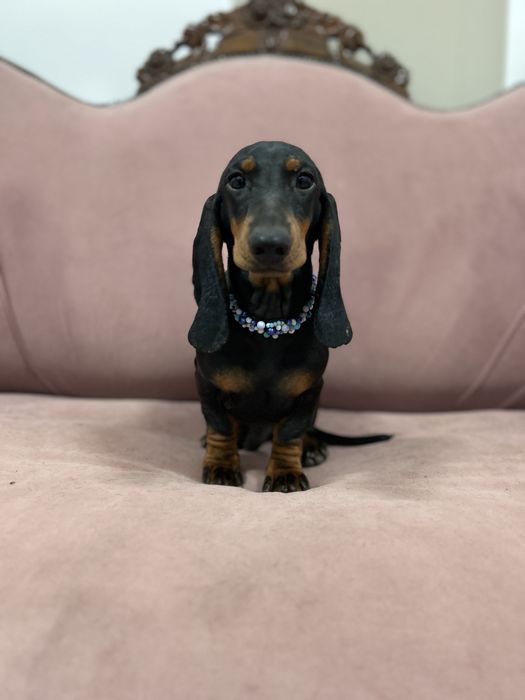 Mascul teckel cu Pedigree FCI