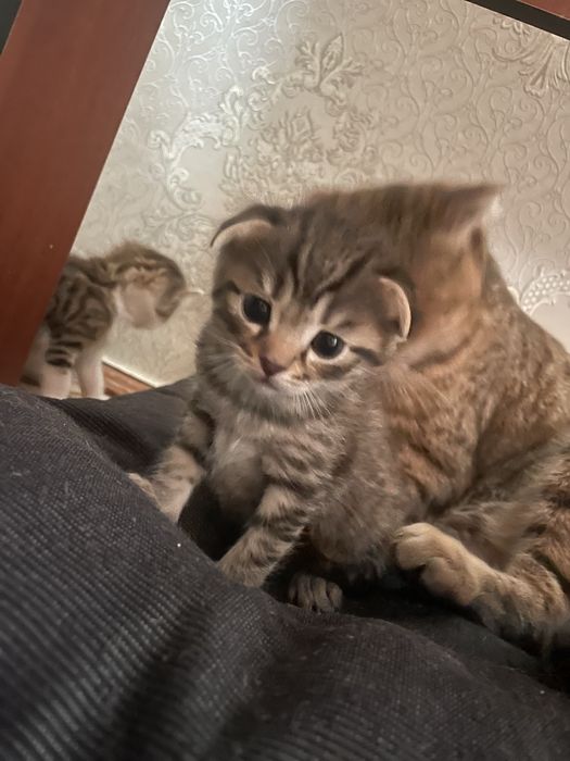 Отдам котят мальчики и девочки