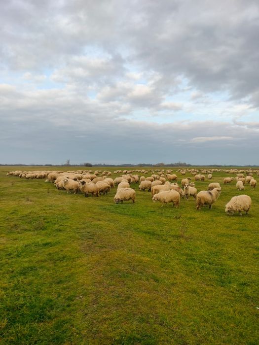 Oi de vânzare la a 3,2,1 fătare