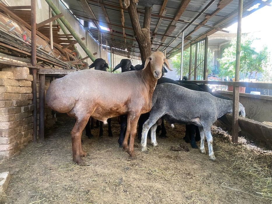 Qo'ylar sotiladi