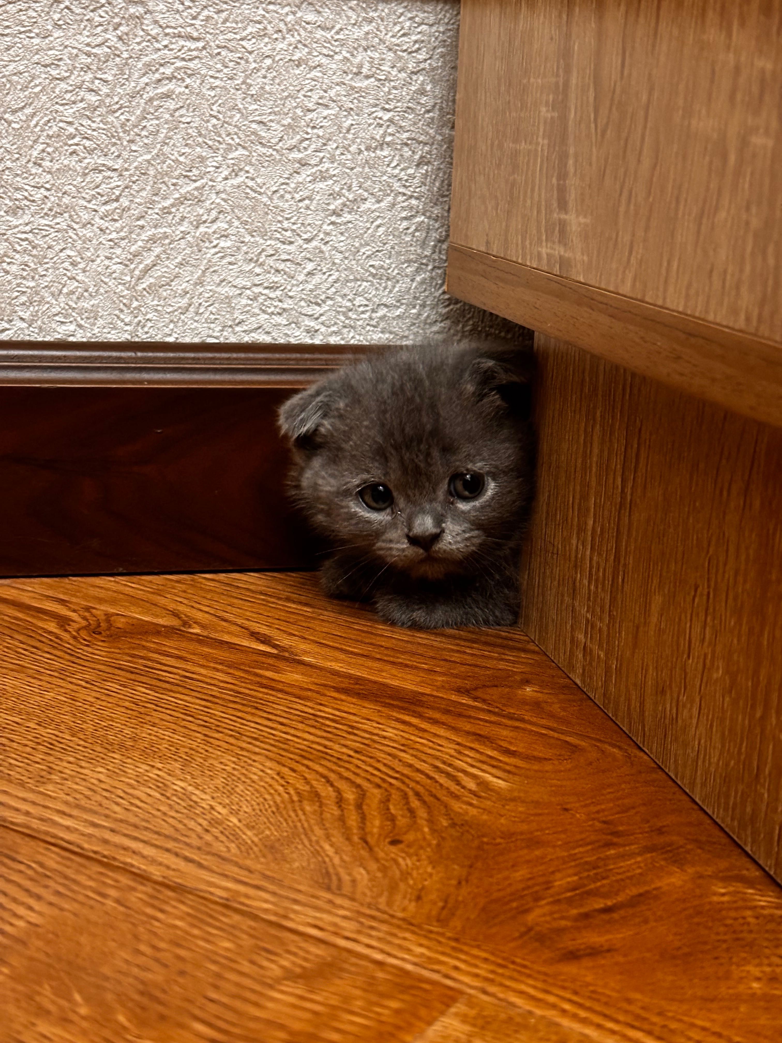 Продаются пароли сын котята