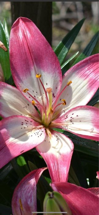 Bulbi de ftin 5 lei buc