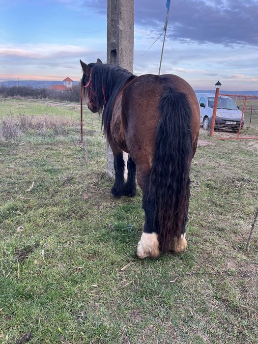 Vand sau schimb manza de 3 ani gestanta