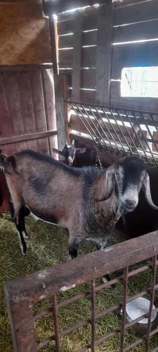Tap aglo nubian de 1 an si 6 luni