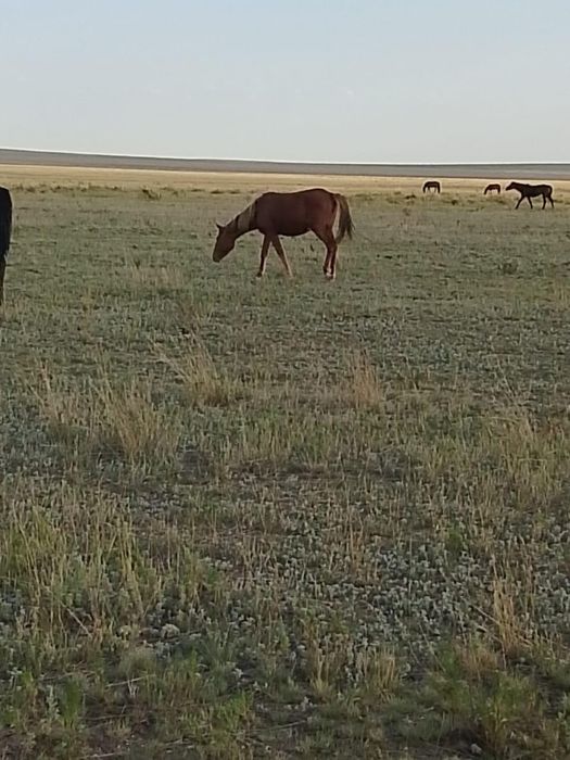 Продам Тая. Находится в с.Петровка