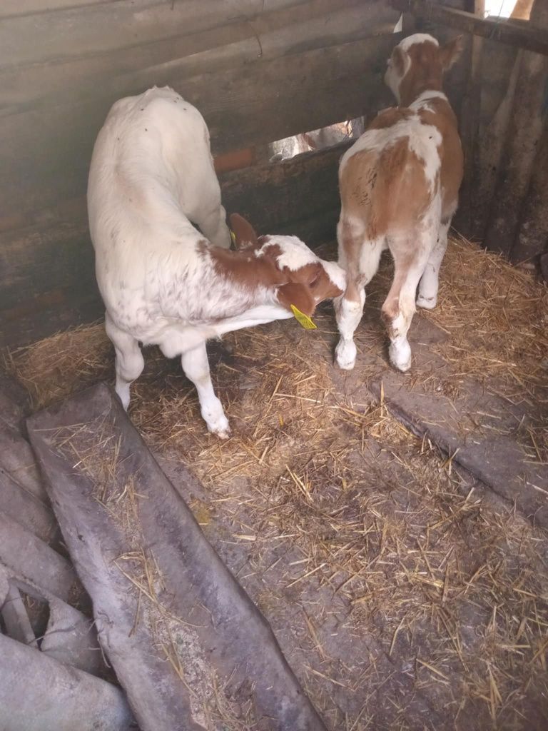 Vînd 2viței frumoși