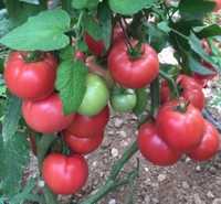 Разсад домати 3️⃣2️⃣↔️4️⃣5️⃣ст