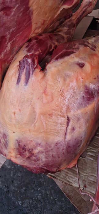 Продаю Задки ( Сан ) Конины