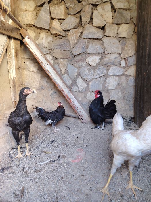 Товук, хуроз ва 4-5 ойлик жужалар сотилади.