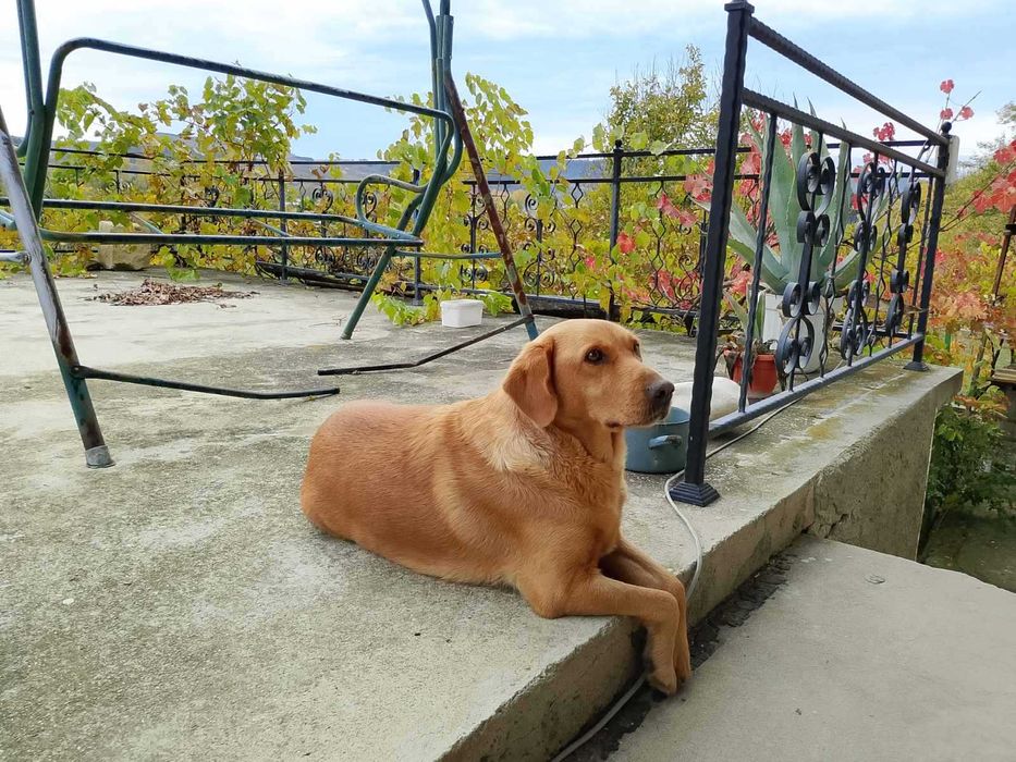 Подарявам малко сладко кученце.