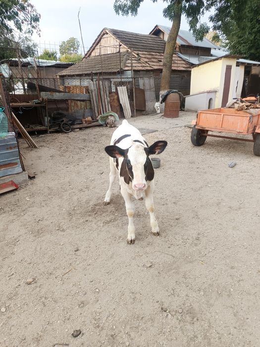 Vând vaca de lapte