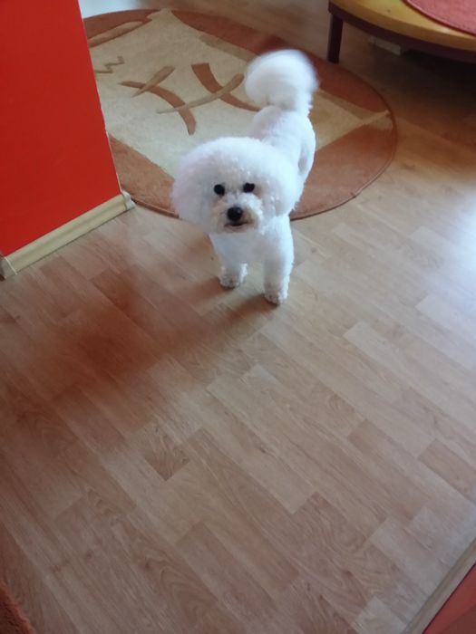 Toaletaj canin talie mica