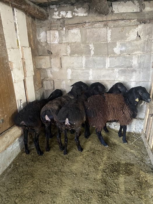 Семіз тоқтылар сатылады