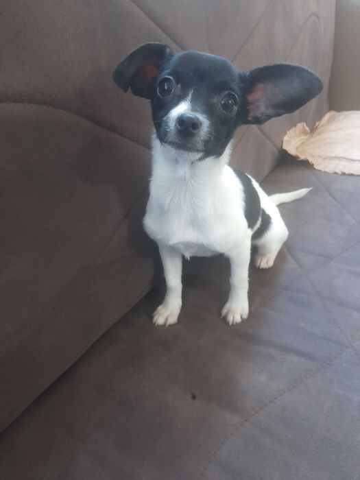 Чихуахуа момиченце