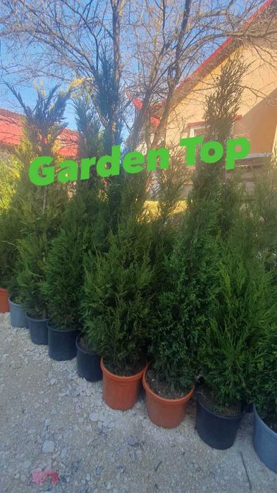 Copaci ornamentali platan mesteacăn tei
